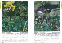 日本のチョウ　成虫・幼虫図鑑