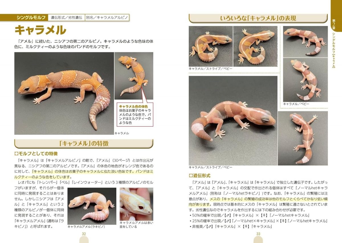モルフ図鑑 ニシアフリカトカゲモドキ 心ときめく体色や模様の魅力